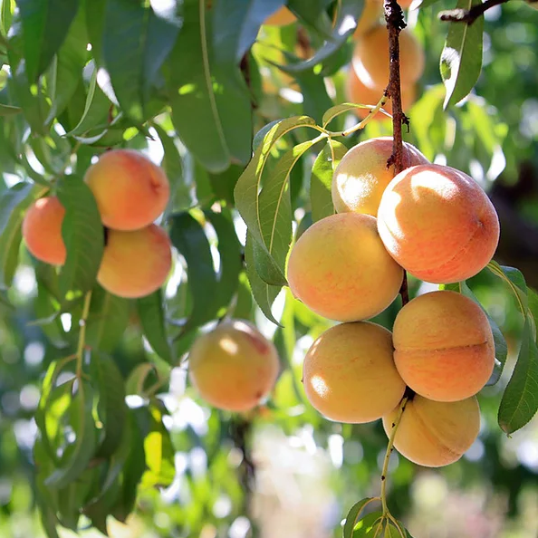Life's A Peach